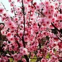 春天景色头像|春天好看的头像图片