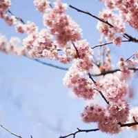 春天景色头像|春天好看的头像图片