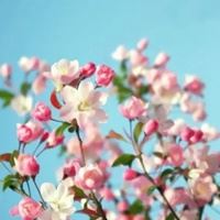 春天景色头像|春天好看的头像图片