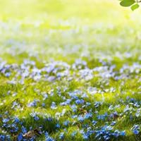 春天景色头像|春天好看的头像图片