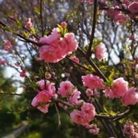 春天景色头像|春天好看的头像图片