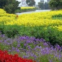 春天景色头像|春天好看的头像图片