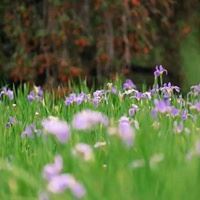 春天景色头像|春天好看的头像图片