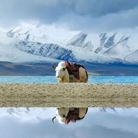 有关西藏的微信头像（藏族头像图片）