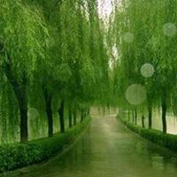 微信头像下雨风景图片|微信头像下雪风景