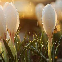 微信头像下雨风景图片|微信头像下雪风景