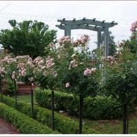 微信头像 风景 花草 美景 大自然-微信头像花草 风景