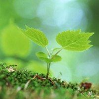 微信头像 风景 花草 美景 大自然-微信头像花草 风景