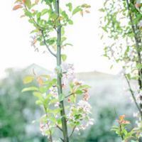 手机头像图片大全风景 花草 干净 手机头像图片