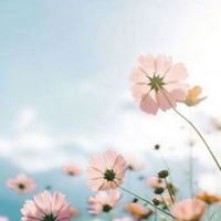 手机头像图片大全风景 花草 干净 手机头像图片