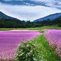 手机头像图片大全风景 花草 干净 手机头像图片