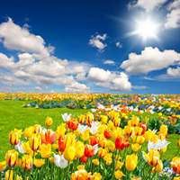 手机头像图片大全风景 花草 干净 手机头像图片