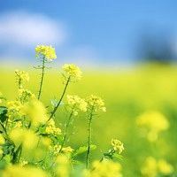 手机头像图片大全风景 花草 干净 手机头像图片