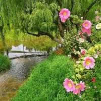 阳光花朵风景头像图片_头像花朵图片 微信 风景 山水