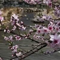 阳光花朵风景头像图片_头像花朵图片 微信 风景 山水
