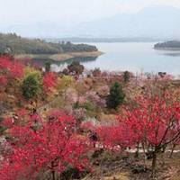 阳光花朵风景头像图片_头像花朵图片 微信 风景 山水