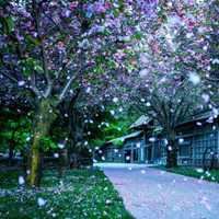 春天风景头像图片大全 花草（春天的图片 大自然风景）
