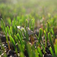 春天风景头像图片大全 花草（春天的图片 大自然风景）