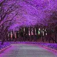 红红火火的头像图片 火红头像图片大全