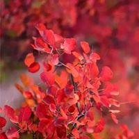 红红火火的头像图片 火红头像图片大全