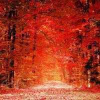 红红火火的头像图片 火红头像图片大全