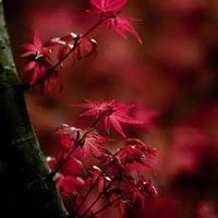 红红火火的头像图片 火红头像图片大全