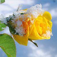 好看的微信风景图片头像唯美（好看的头像图片风景 微信）