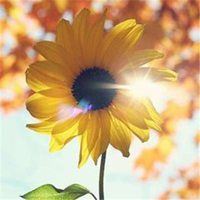 微信头像图片 风景 最新版 好运|微信头像风水好的图片 带来好运 风景