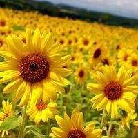 微信头像图片 风景 最新版 好运|微信头像风水好的图片 带来好运 风景