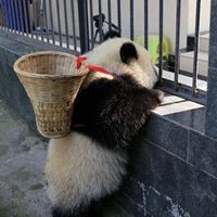 看起来非常沙雕的头像（一些沙雕头像）