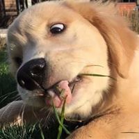 沙雕动物图片头像（特别沙雕的头像卡通）