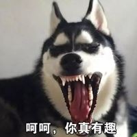 2022年沙雕头像|沙雕狗狗照片