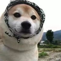 沙雕狗子图片头像 狗头像沙雕微信头像