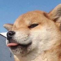 沙雕狗子图片头像 狗头像沙雕微信头像