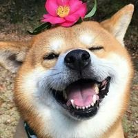 沙雕狗子图片头像 狗头像沙雕微信头像