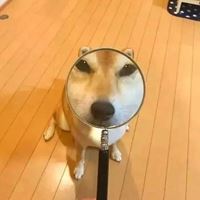 沙雕狗子图片头像 狗头像沙雕微信头像