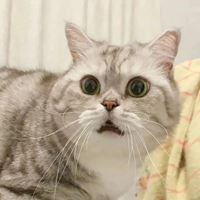 今日份沙雕图片|过年沙雕图