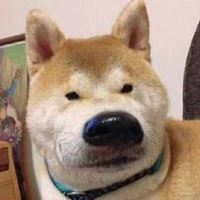 很智障的头像（智障头像微信）