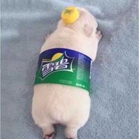 2022年沙雕头像_2022最新头像沙雕