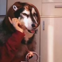 动物头像图片 沙雕_沙雕动物表情包头像