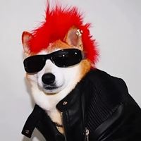 动物头像图片 沙雕_沙雕动物表情包头像