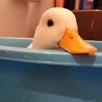 头像大全沙雕（很搞笑的沙雕头像图）