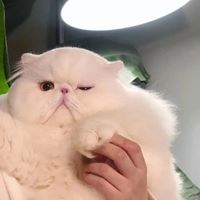 沙雕智障图片（我是沙雕头像）