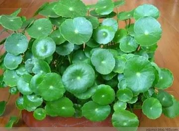 铜钱草唯美图片 头像|铜钱头像图片大全