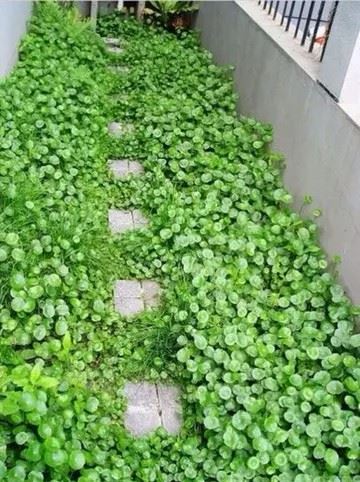 铜钱草唯美图片 头像|铜钱头像图片大全