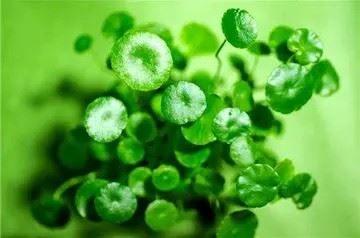 铜钱草唯美图片 头像|铜钱头像图片大全