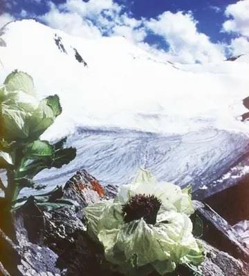 雪莲花图片 唯美（好看的莲花头像）