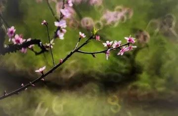 清风图片唯美头像大全|风清扬头像
