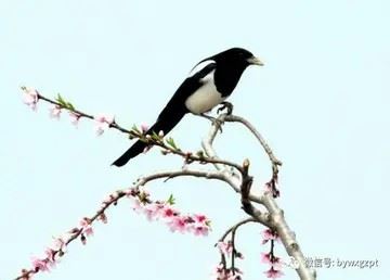 清风图片唯美头像大全|风清扬头像