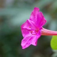 漂亮茉莉花微信头像|浅紫色微信头像
